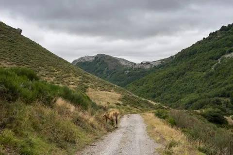 Valley of the River Trabanco, La Peral, in Somiedo Nature Reserve Foto stock