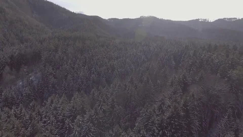 Valley of spruce trees slightly covered with snow on a sunny winter day, 4K Stock Footage 73157672