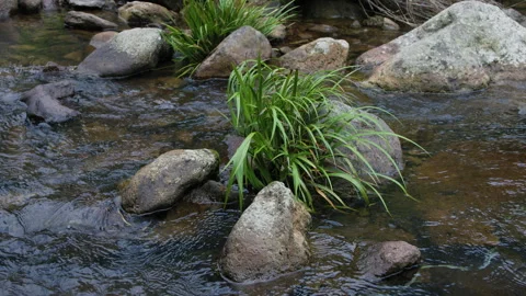 The valley stream is clear Stock Footage 241233401