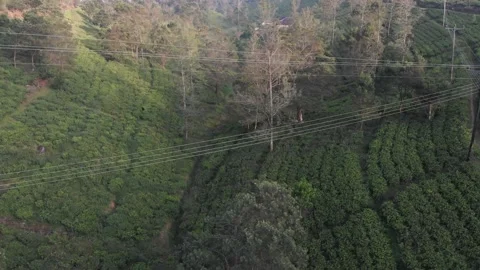 Valley with Tea Fields Stock Footage 234523778