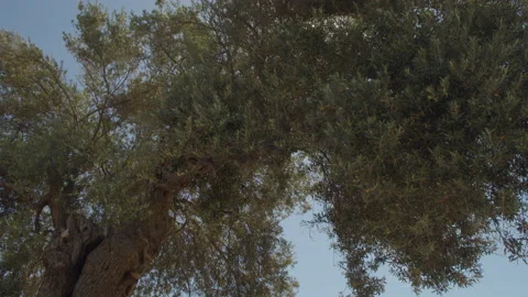 Valley of the Temples in Agrigento 6K BRAW Stock Footage 155538798