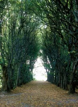 Valley of trees Stock Photos