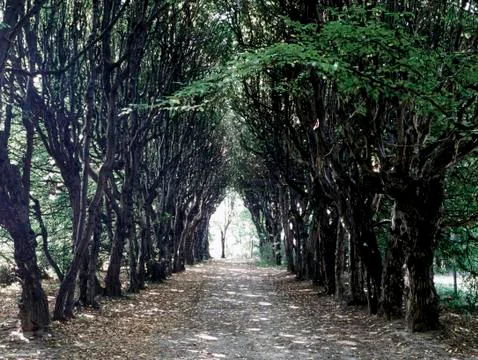 Valley of trees Stock Photos