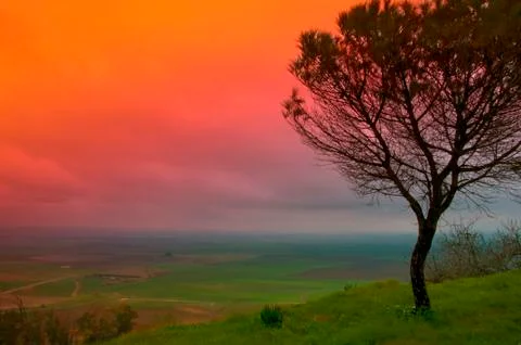 Valley view and elegant pine tree, colored sky Stock Photos