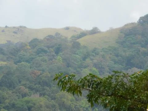 Valley view between the leaves Stock Photos