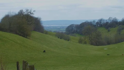Valleys With Distant Cows v2 4k Stock Footage 88016063