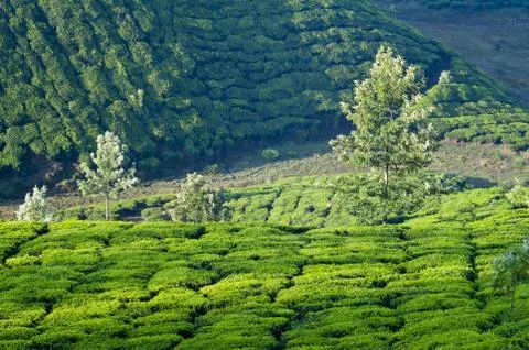 Valleys of Tea Plants Stock Photos
