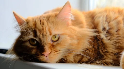 Valorous ginger cat basks in the sun. Cute orange cat lies on a bright window. C Stock Footage 126999599