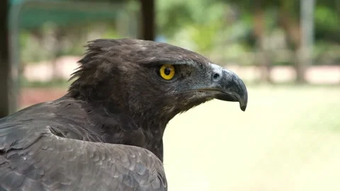 Valpro eagle footage  25fps MPEg iframe Stock Footage 234972971