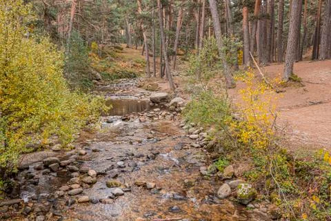 Valsain pine and riverbed of the Eresma river one autumn day. Province of Seg Stock Photos