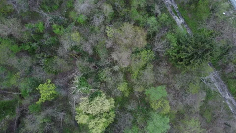 Valsugana forest rotation effect 스톡 동영상 152489227