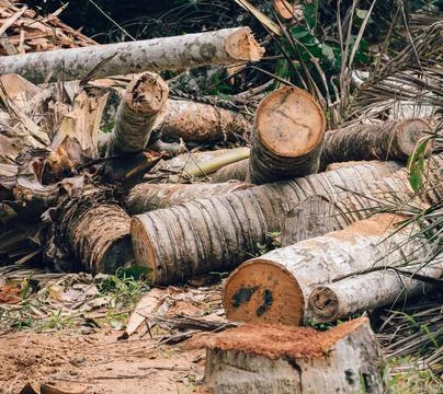 Valuable Coconut trees cut down for logs and timber, humans causing damage to Stock Photos