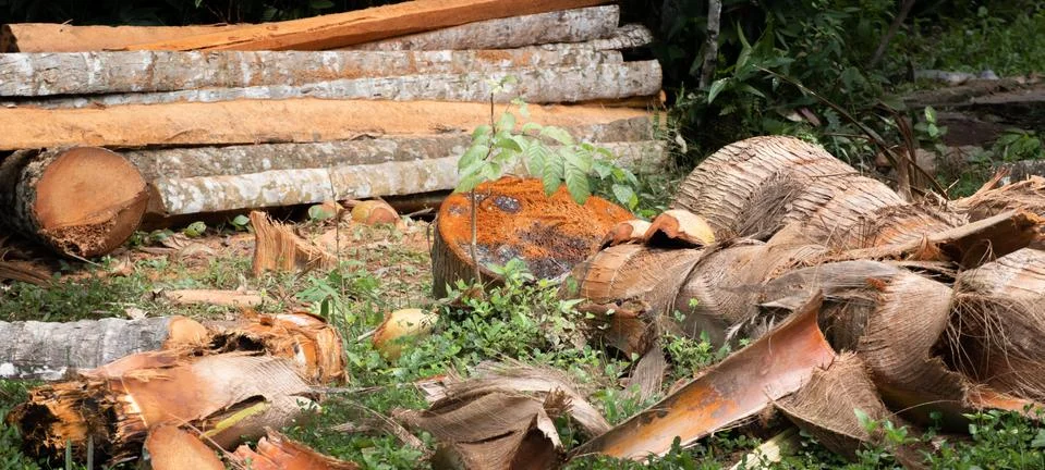 Valuable Coconut trees cut down for logs and timber, humans causing damage to Stock Photos