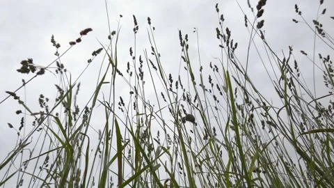 Valuable forage grass Dactylis glomerata grows in nature Video stock 249922501