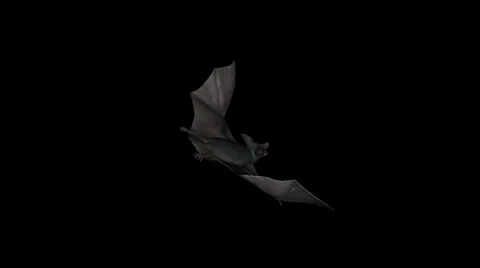 Vampire Bat 02 - Side Back Close Up - Flying Loop - Alpha Channel Stock Footage 30407023