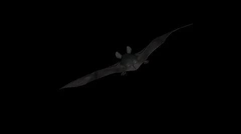 Vampire Bat 03 - Back Close Up - Flying Loop - Alpha Channel Stock Footage 30407116