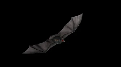Vampire Bat 05 - Side Face Close Up - Flying Loop - Alpha Channel Stock Footage
