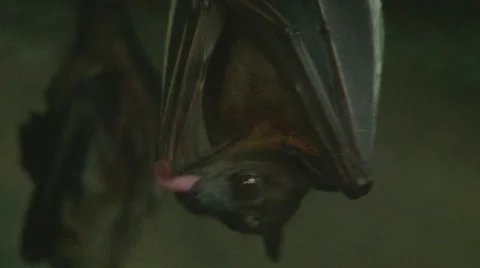 Vampire Bat Stock Footage