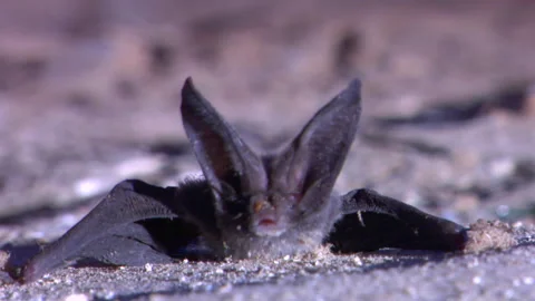 Vampire Bat Stock-Footage 168438617
