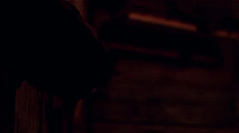 Vampire bats Stock Footage 7761297