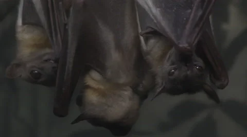 Vampire Bats Stock Footage 47551203