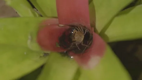 Vampire Crab Sheltering Inside Water-Filled Bromeliad Stock Footage 341909505