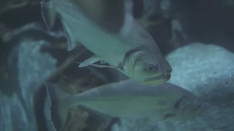 Vampire Fish - Hydrolycus armatus or Black Tailed Payara Stock Footage 244991079