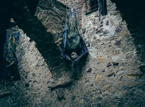 Vampire hanging upside down between castle walls. Halloween costume. Stock Photos