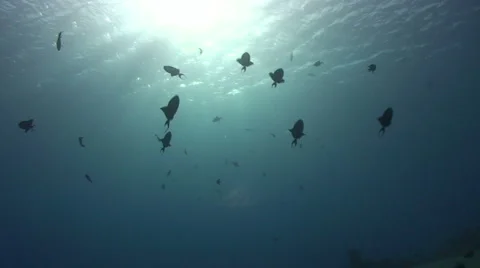 Vampire trigger fish - silhoutte wide angle view Stock Footage 890362