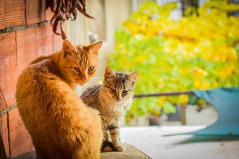 VAN 6322 Stock Photos