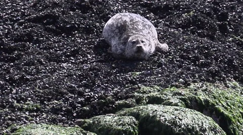 Van BC - seal on the rock Vidéo 58766490