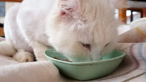 Van cat eating food 動画素材 293095348