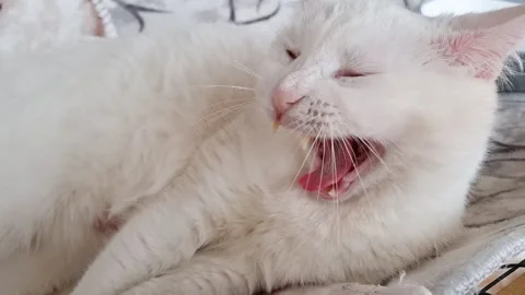Van cat lying and looking around Video stock 293094108
