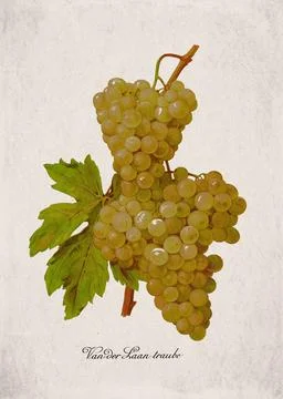 Van der Laan traube Classic White Wine Grape Variety, Botanical Illustration Stock Illustration
