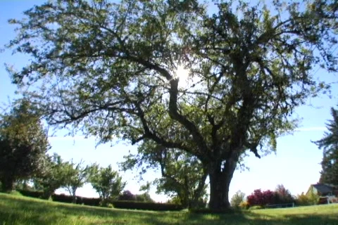 Van Gogh Tree Video stock 311572