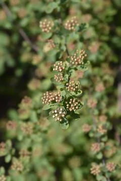 Van Houttes spiraea Stock Photos