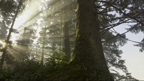 Van island 0037 Stock Footage 223370159