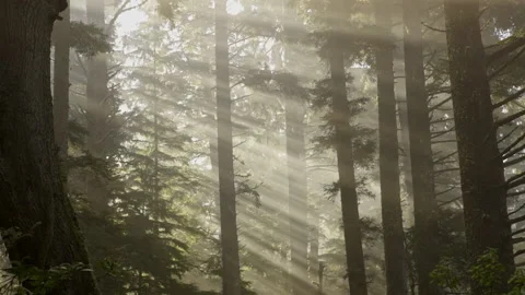 Van island 0038 Stock Footage 223370084