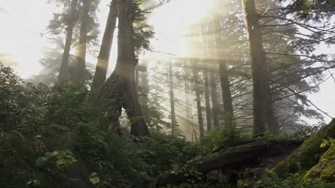 Van island 0040 Stock Footage 223379746