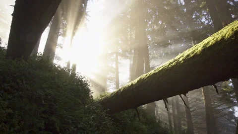 Van island 0044 Stock Footage 223380338