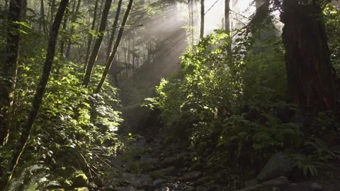 Van island 0048 Stock Footage 223380253