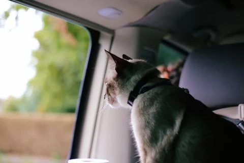 Van life Stock Photos