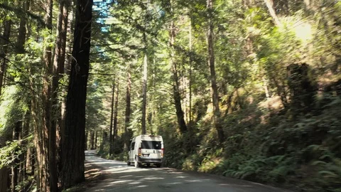 Van moving on road amidst tall trees in state park forest - Redwood Forest, Stock Footage