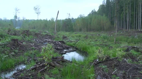A van is passing by a destroyed forest. Stock Footage 47653974