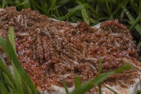Vanadinite ore sample in the middle of the grass Stock Photos