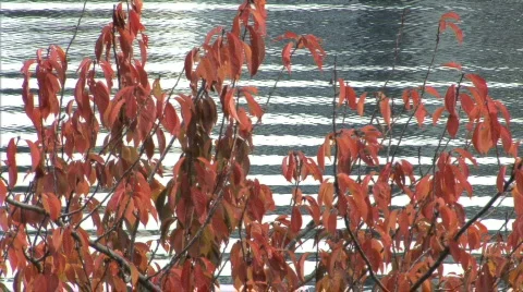 Vancouver-05 Stock Footage 295803