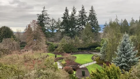 Vancouver Beautiful Trees Winter Cloudy Queen Elizabeth Park Stock Footage 282405437
