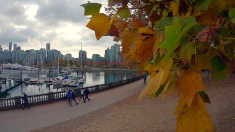Vancouver Canada Oct 23 2022 Stanley Park Autumn Walking Cycling 4K UHD Stock Footage 338416577