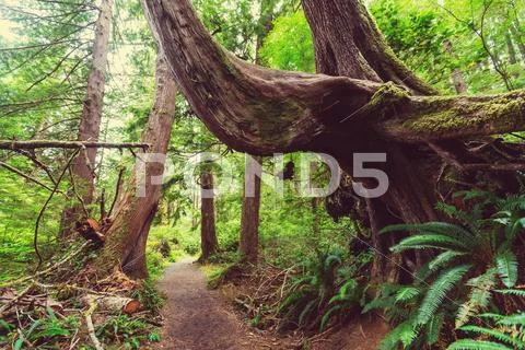 Vancouver forest Stock Photos