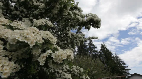 Vancouver garden with sky Stock Footage 25542059